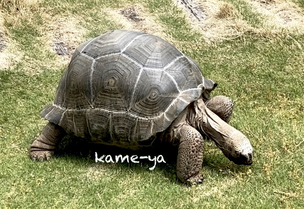 kame-yaナオ tweet media