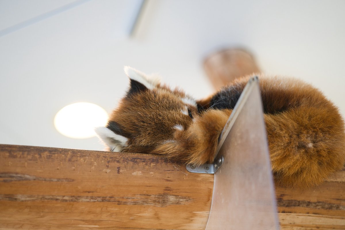 ゆー@もふもふ愛好家 tweet media