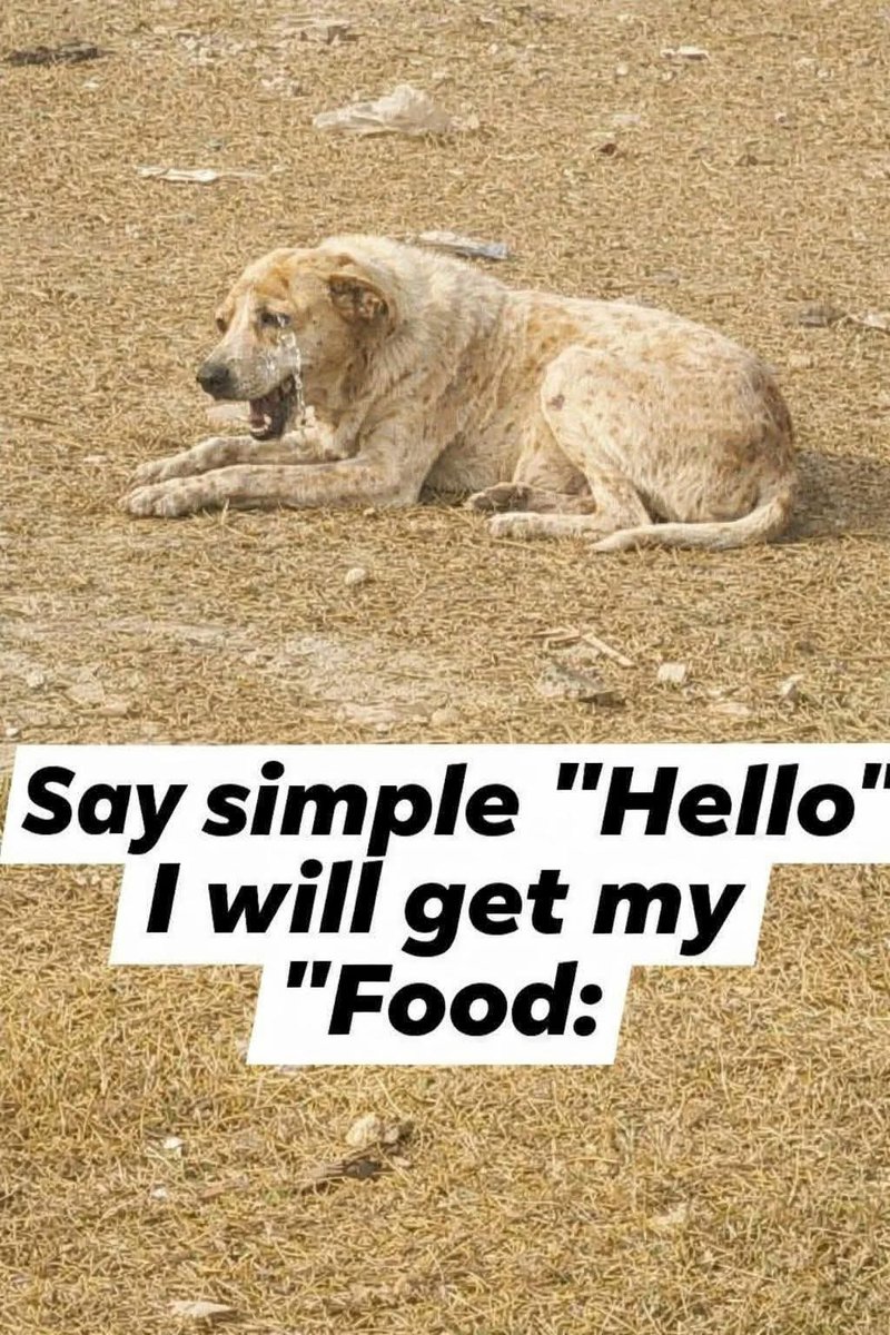 Help Street Dogs tweet media