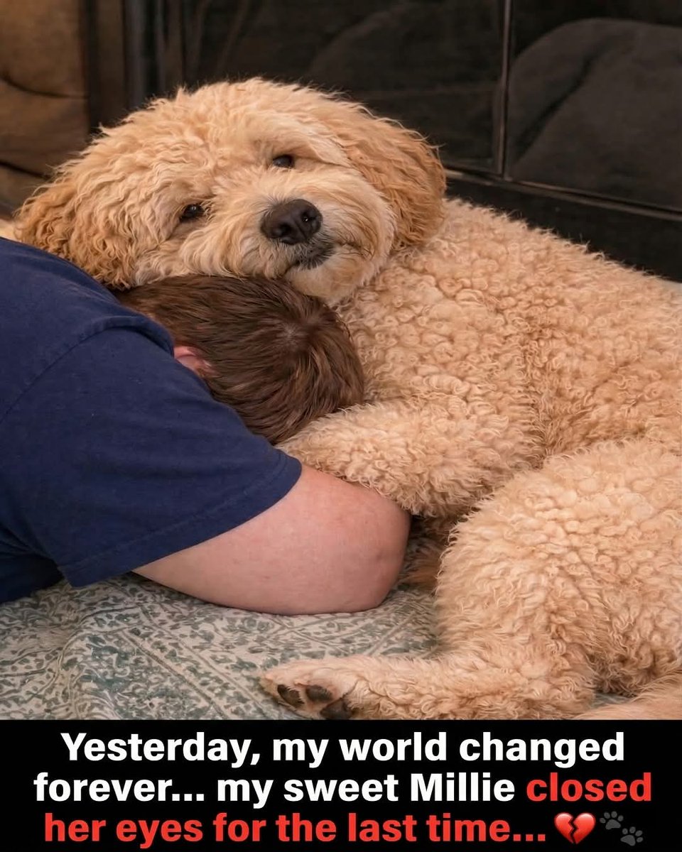 Yesterday, my world changed forever… 💔🐾

My sweet Millie closed her eyes for the last time and took a piece of my heart with her. She wasn’t just my dog—she was my comfort, my safe place, the one who stayed when everything else felt uncertain. 😢

In her final moments, she
