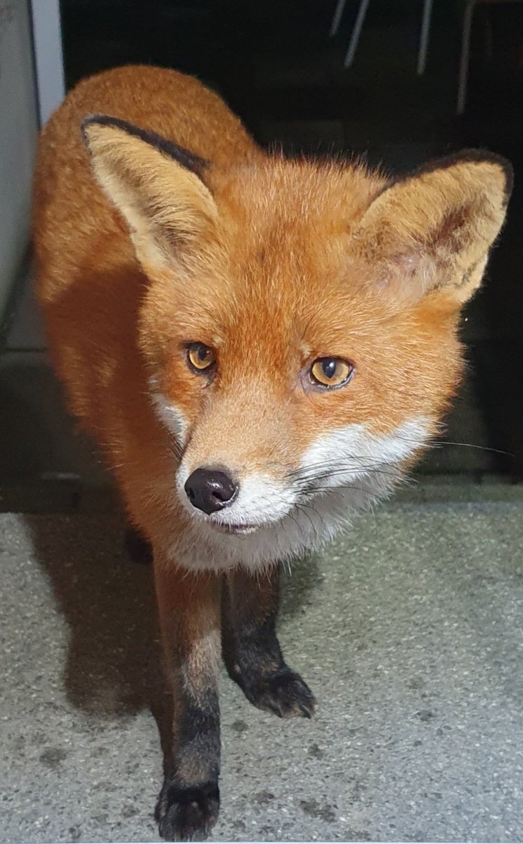 Siobhean 🖤 tweet media