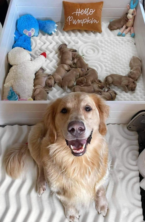 Best in Dogs tweet media