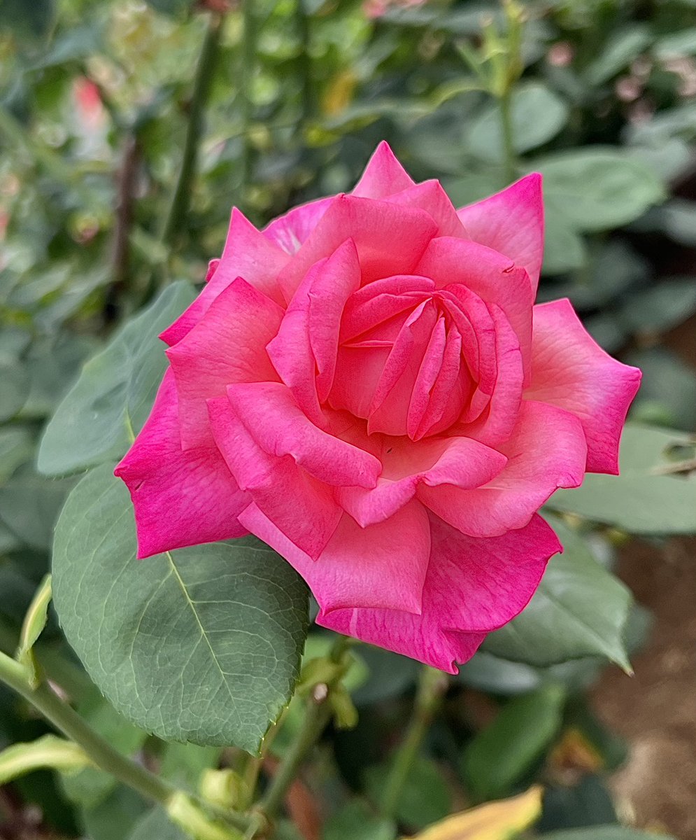 ︎𖧧 西沢 春海 tweet media