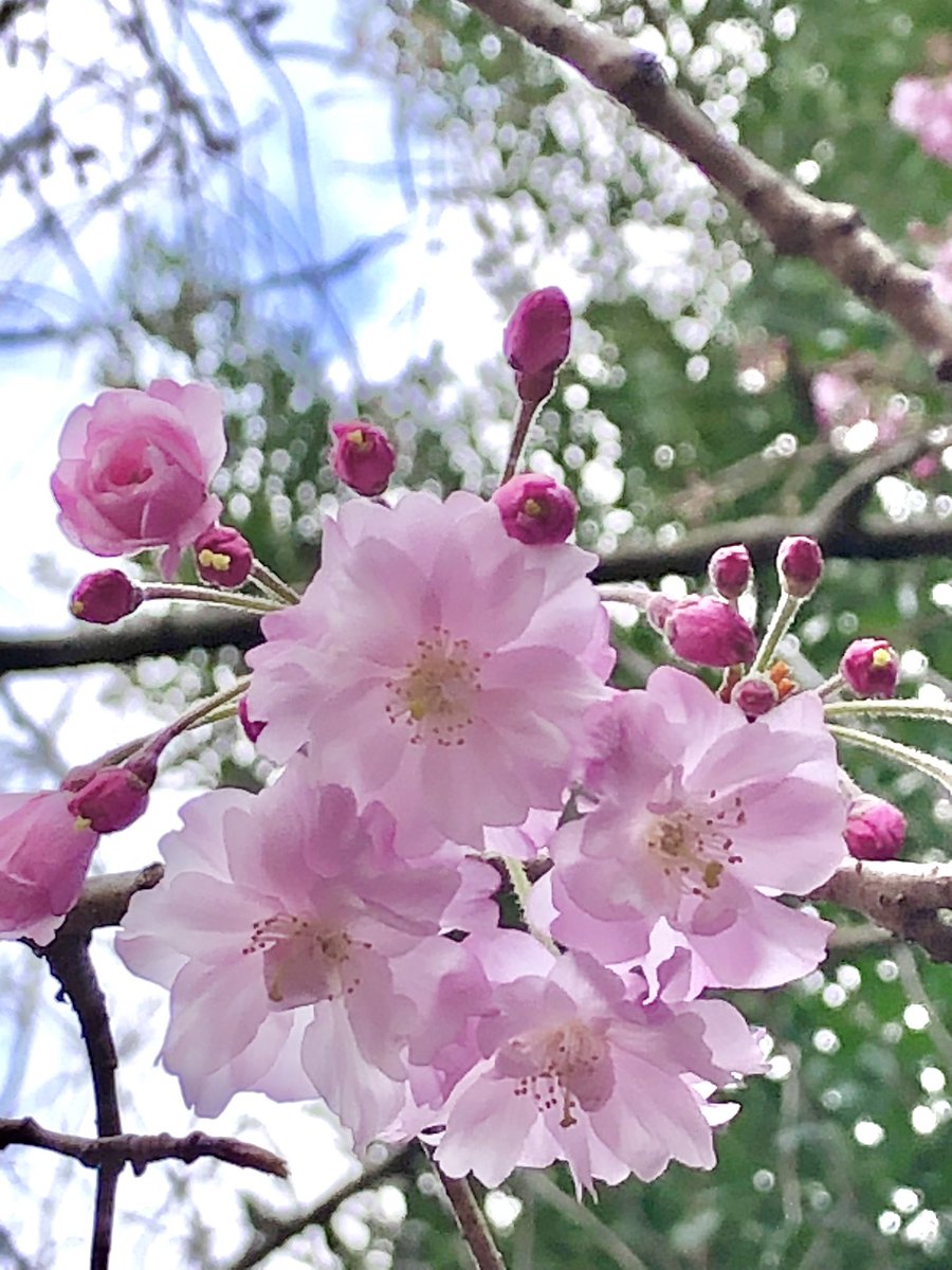 はっちゃん tweet media