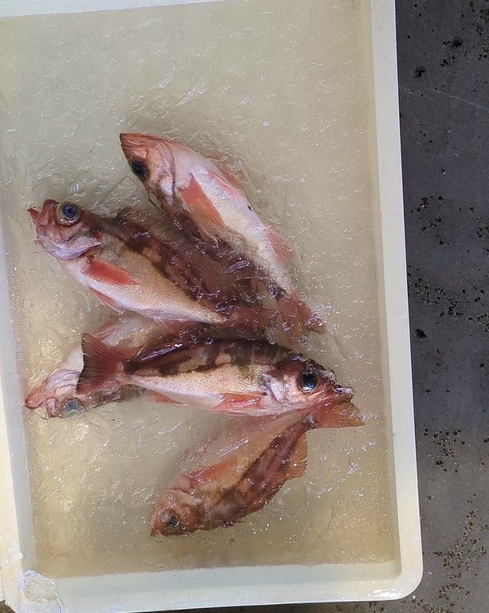 えびよね（蛯米水産加工）塩辛🦑🖤富山 tweet media