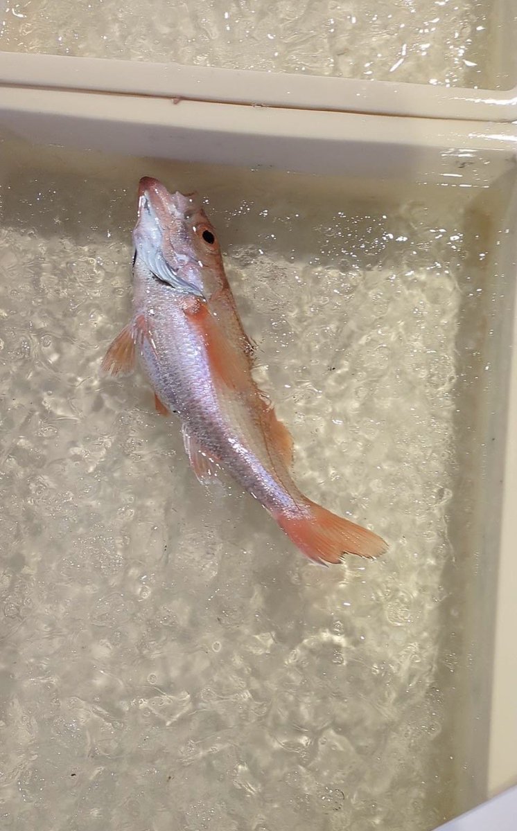 えびよね（蛯米水産加工）塩辛🦑🖤富山 tweet media