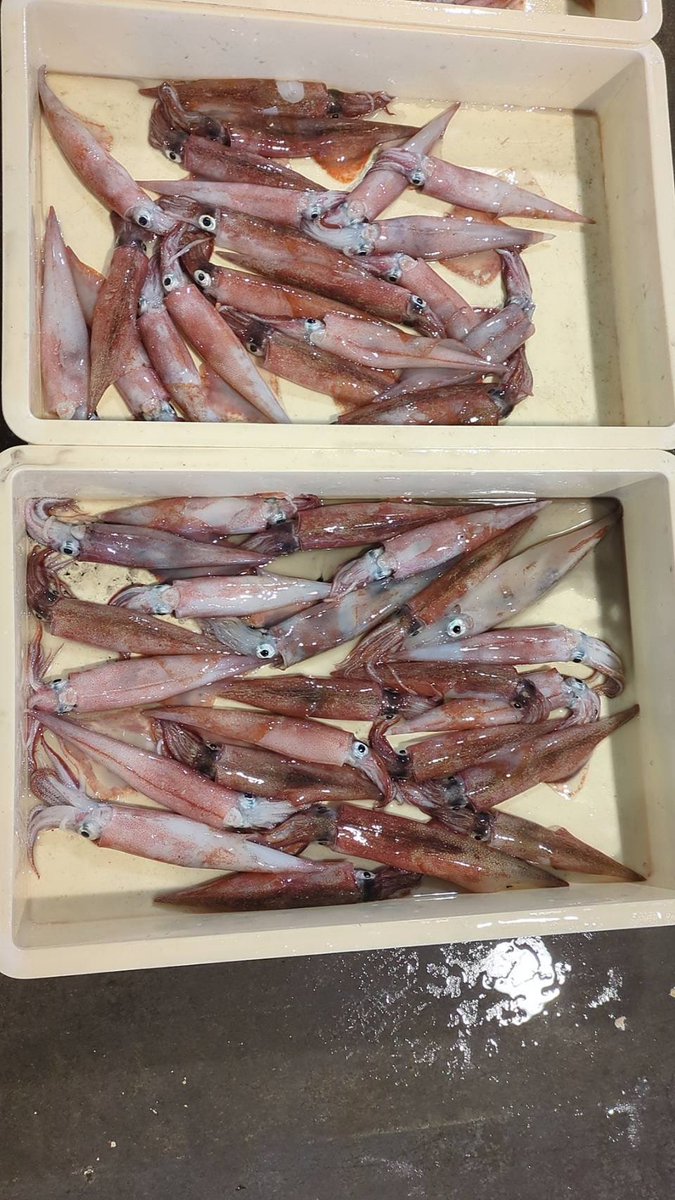 えびよね（蛯米水産加工）塩辛🦑🖤富山 tweet media