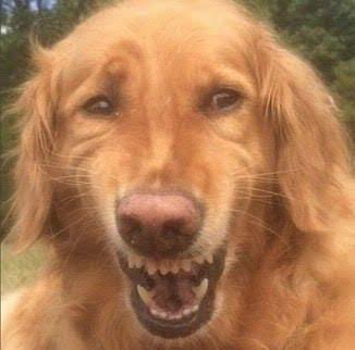 juridico sister hong tweet media