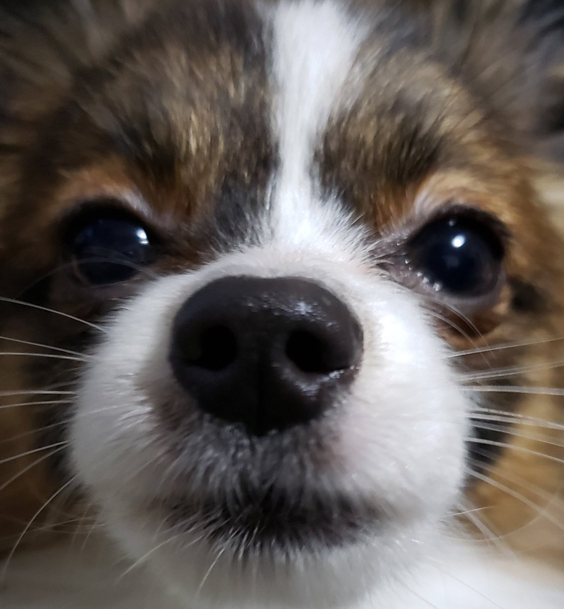 ✩.*˚わさび (本生)✩.*˚ tweet media