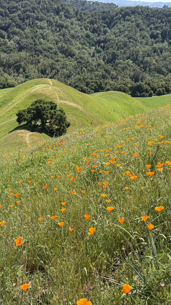 Richard Burton tweet media