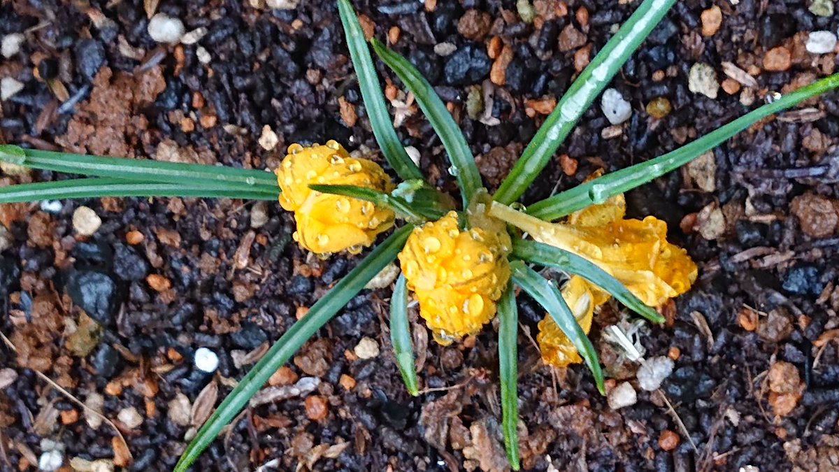 りん🎀 tweet media