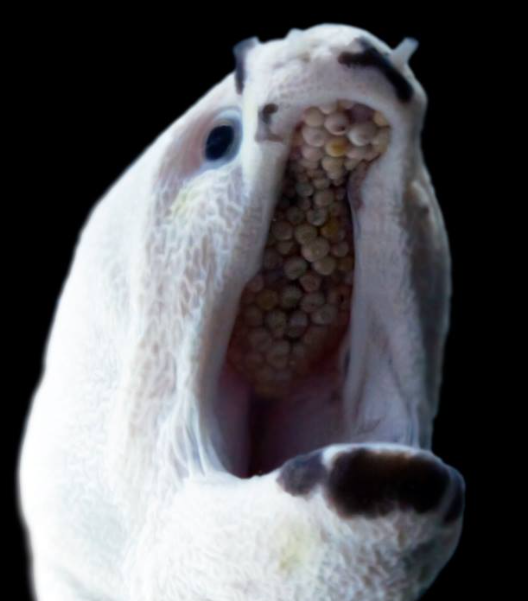 gaisma_G0's tweet image. Sixth-gen Gravios gained many large plates on the roof of their mouths. These are reminiscent of the mouths of zebra moray eels, which eat exclusively hard-shelled prey. The teeth themselves also changed and are more reminiscent of the molars of sea otters.
#MonsterHunter
