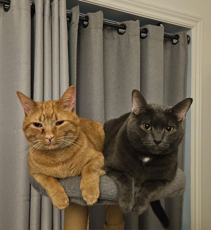 ͏ ͏ ͏ ͏ ͏ ͏ ͏ 𝒏eil josten. tweet media