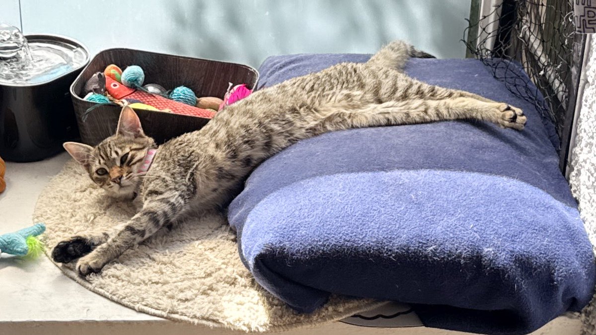 .Susana. tweet media