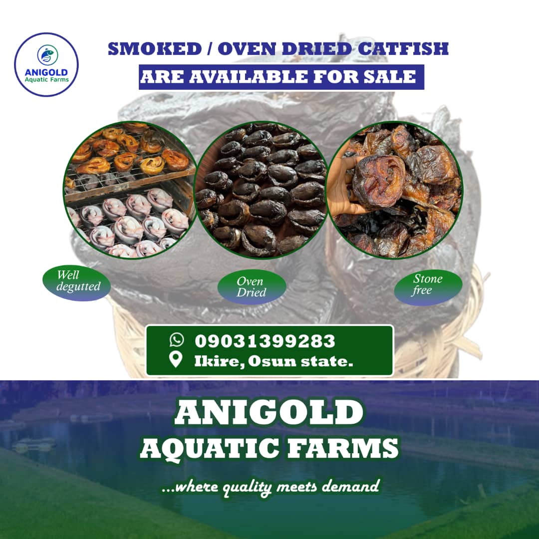 AnigoldAquatics's tweet image. Get premium smoked catfish from ANIGOLD AQUATIC FARMS 🐟  
Well‑degutted • Neatly oven‑dried • No preservatives • Sand &amp;amp; stone free  
Call/WhatsApp to order: 09031399283 • Ikire, Osun State  
#FishLovers #SmokedCatfish #DriedFish #Catfish #ProteinPacked #FarmFresh