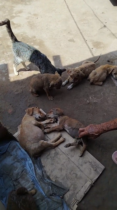 Callao Noticias tweet media