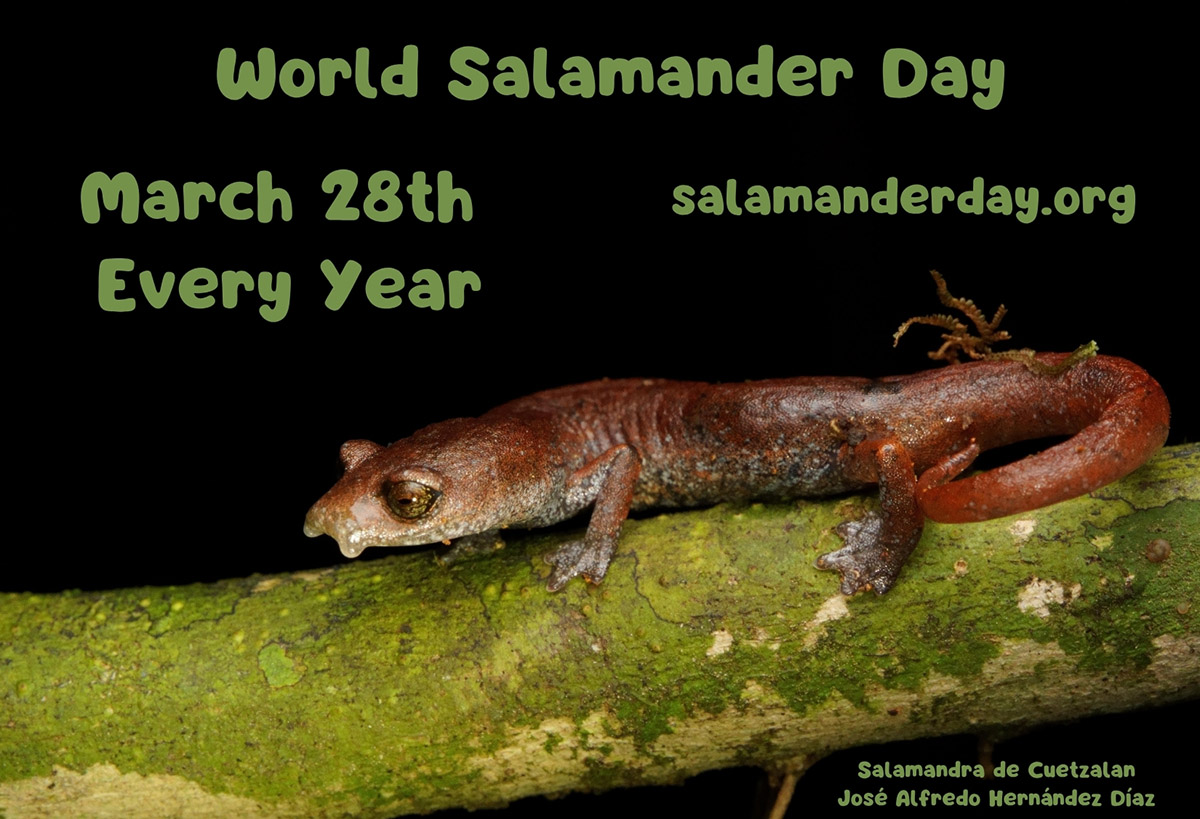 SAVE THE FROGS! tweet media