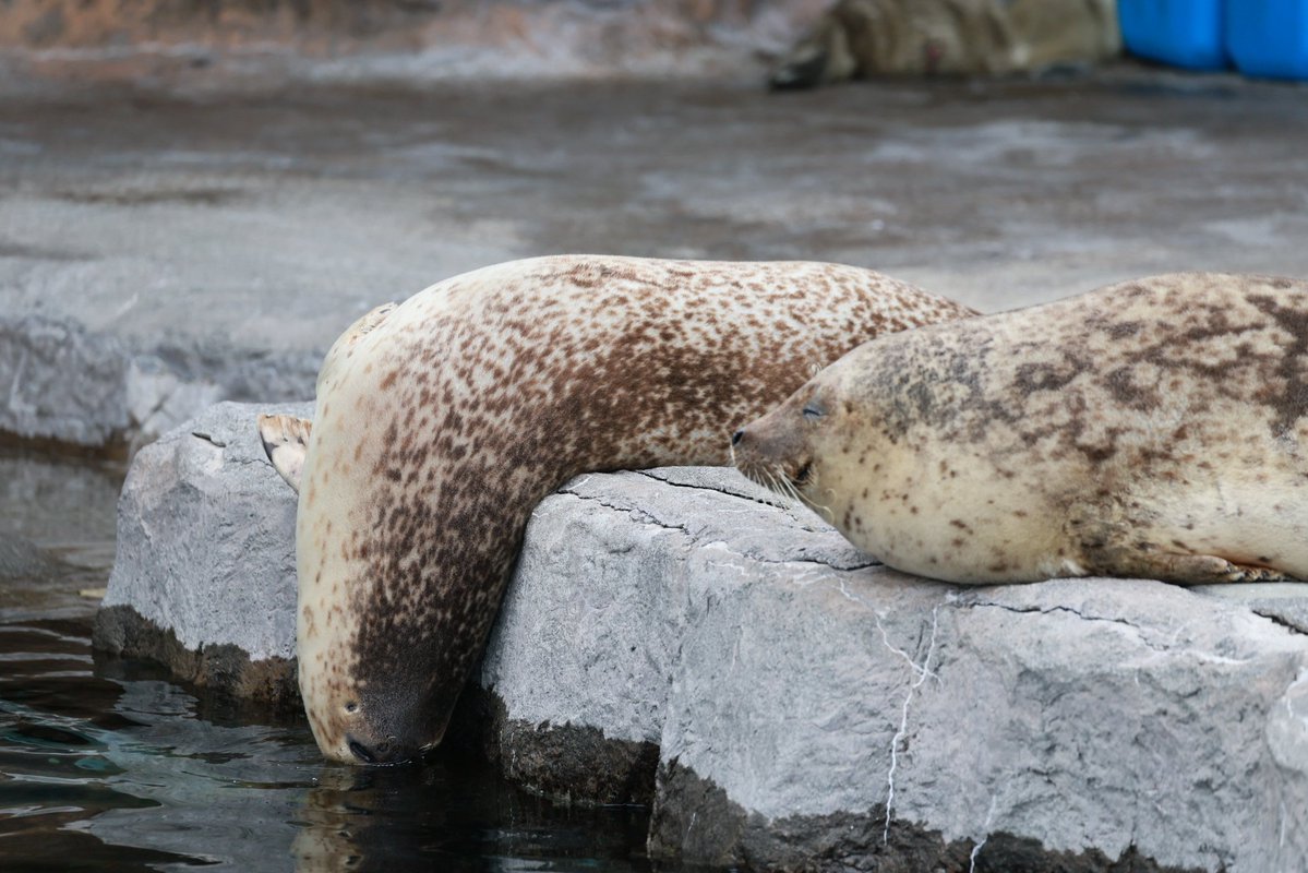 🦭ウィスタリア🦭 tweet media