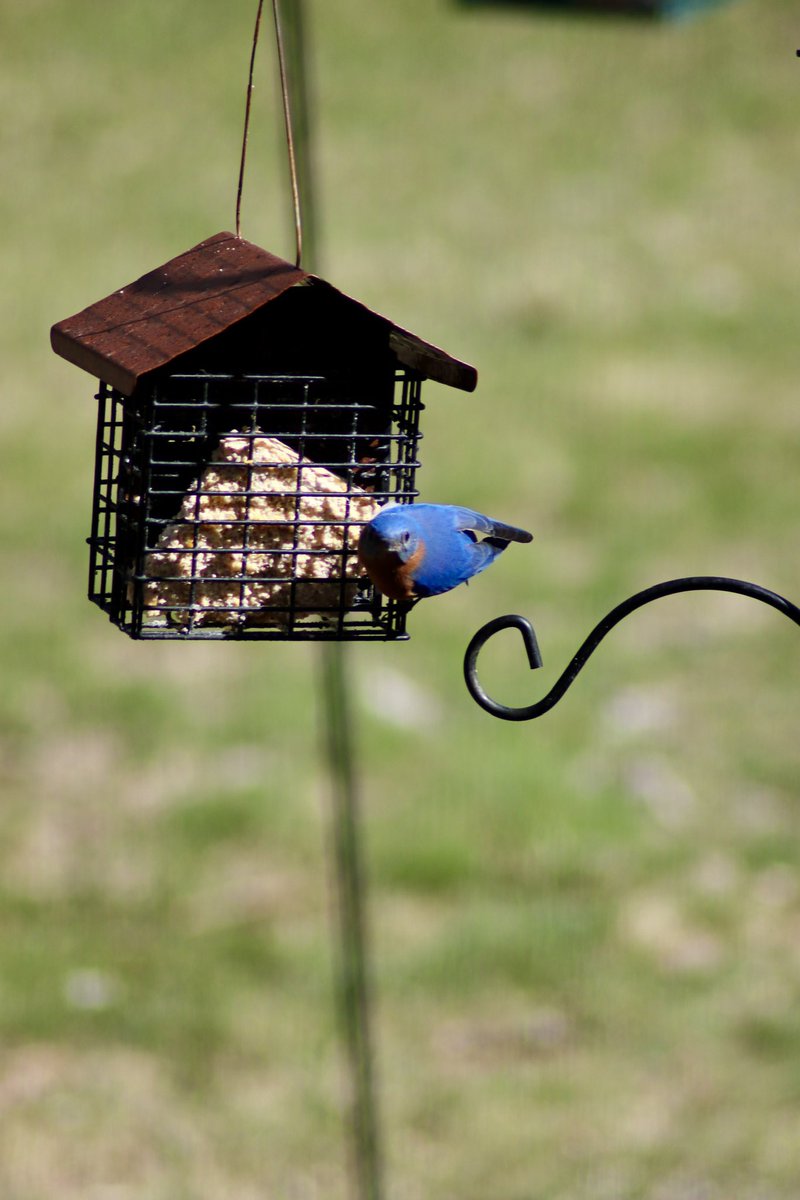 BigKRaff's tweet photo. Some backyard bird watching. 
#BlueBird #Birds #BirdWatching #Cardinal https://t.co/eIT4VwKsJ8
