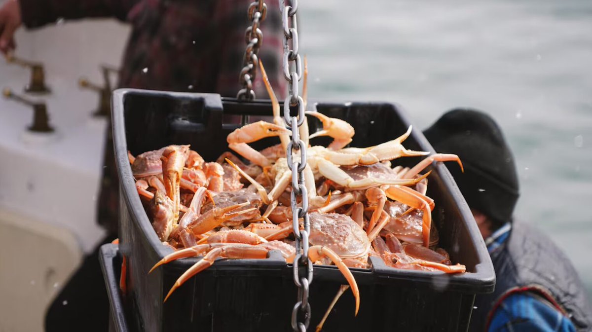 #ilesdelamadeleine Le début de la pêche au crabe prévu lundi dans l’estuaire

tinyurl.com/26dxelwt