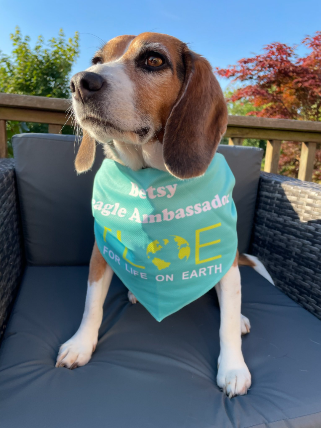Betsy, BeagIe Ambassador for FLOE tweet media
