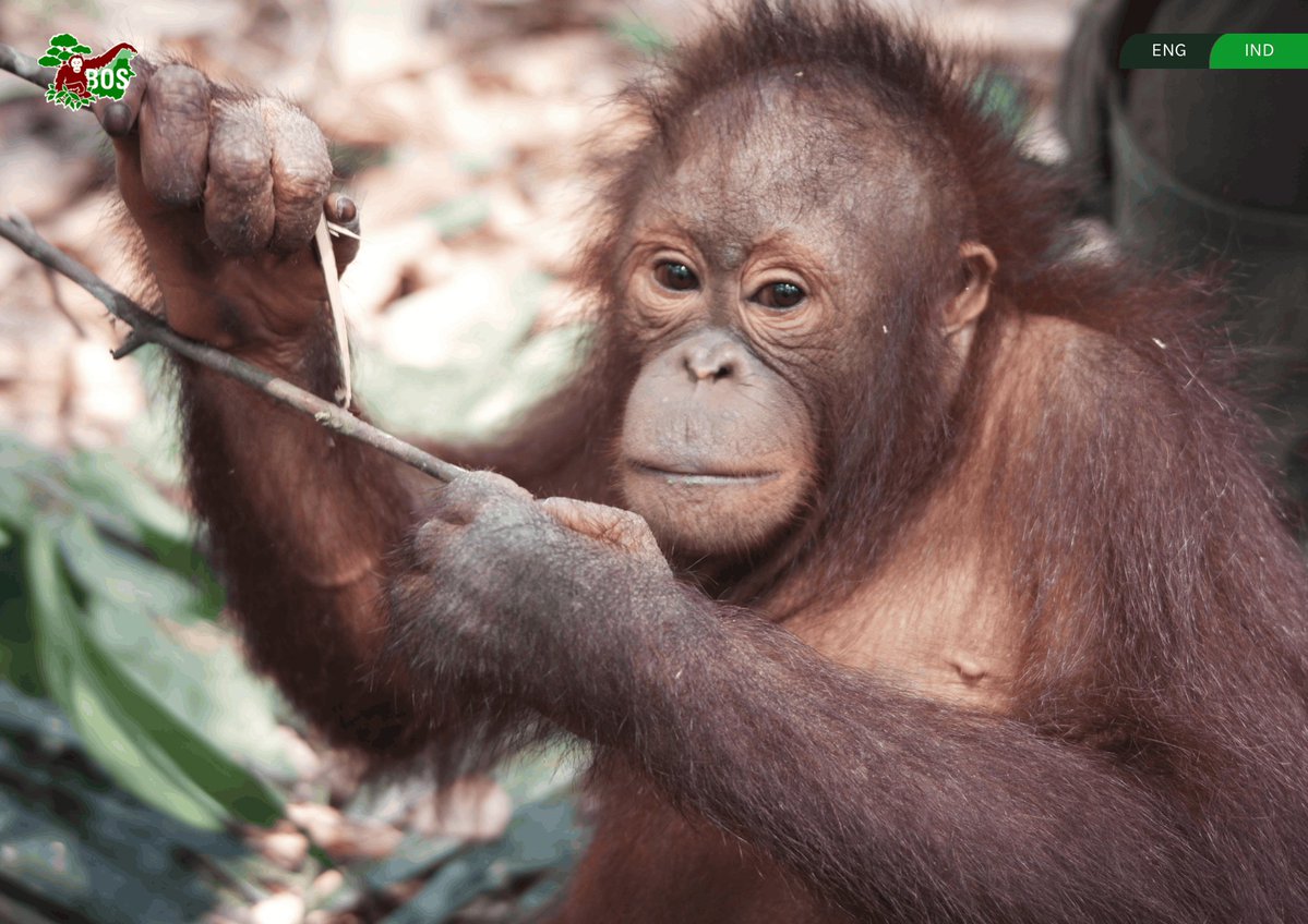 Upii Yupii🩷|| OTW ShoujoRei Cover tweet media