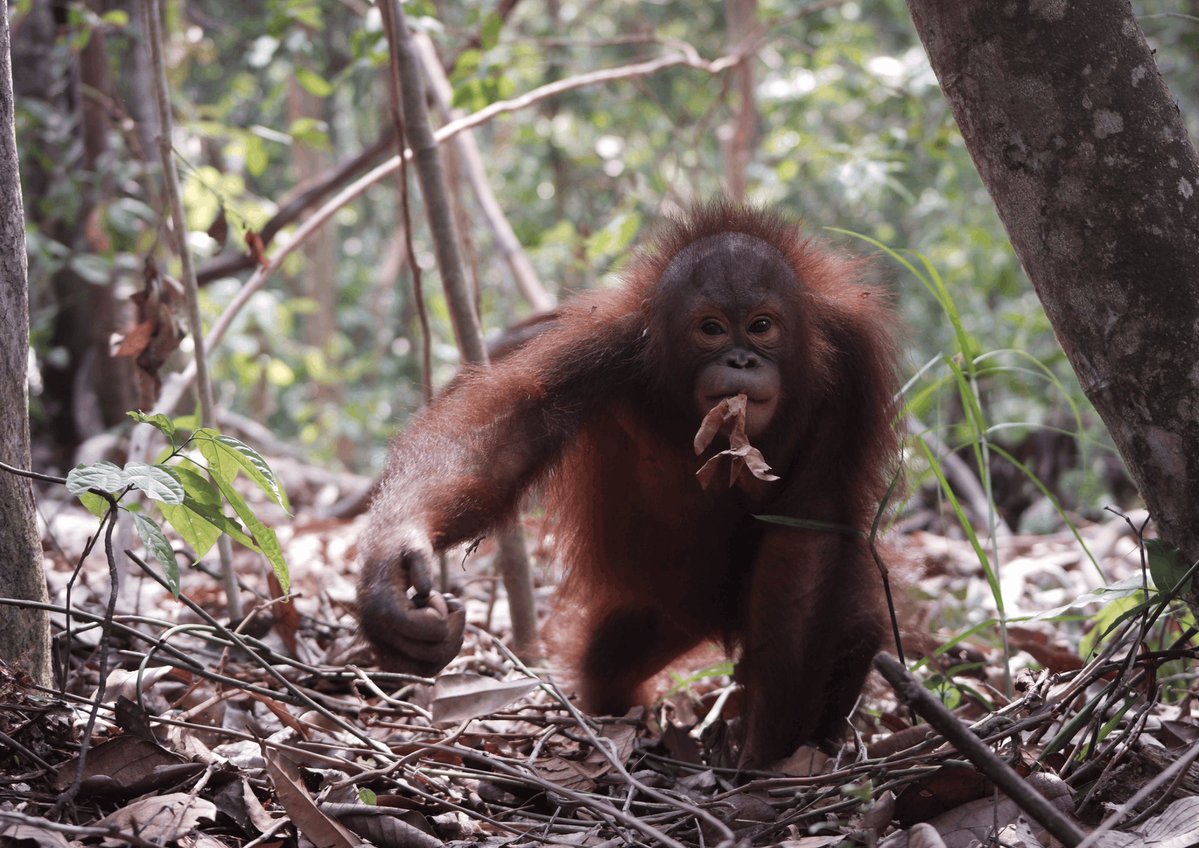 Upii Yupii🩷|| OTW ShoujoRei Cover tweet media