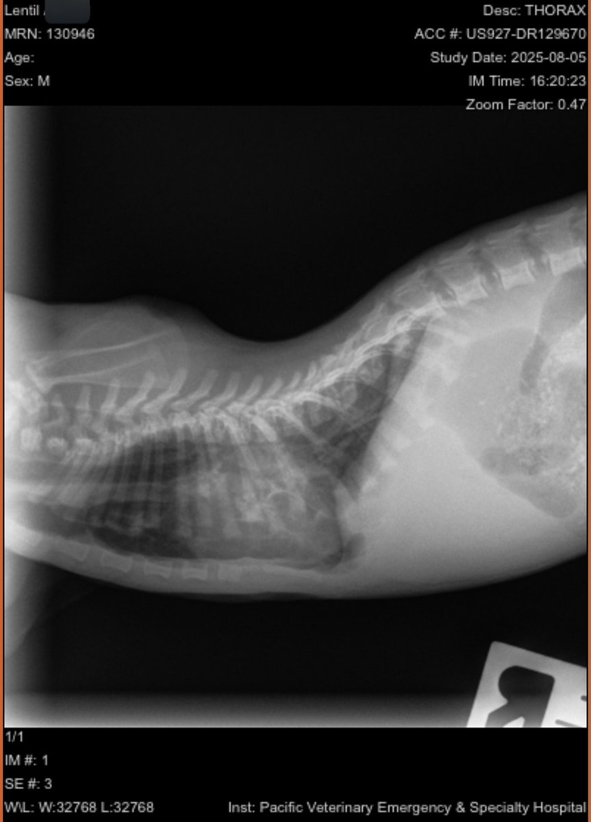 Friends of Bear Cat Rescue tweet media