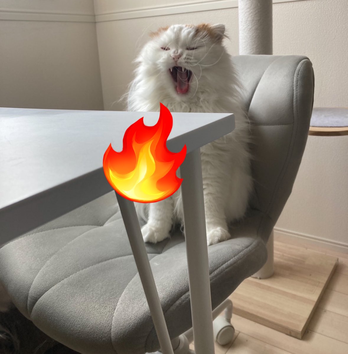 BLACK🐈 tweet media