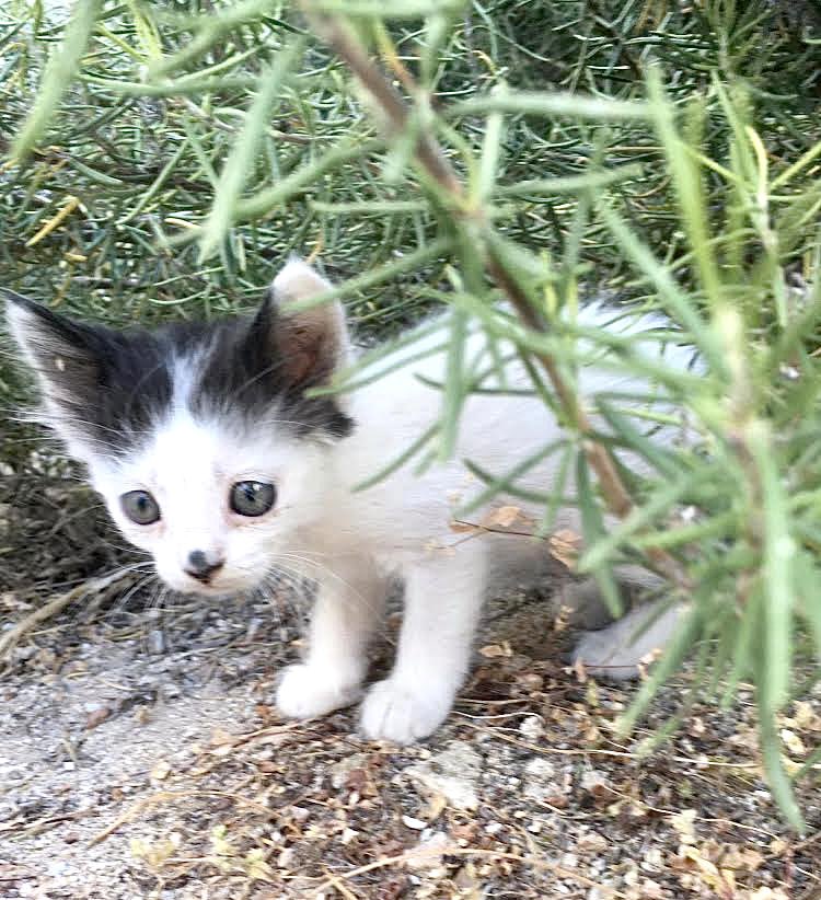 Cats of Iraklia tweet media