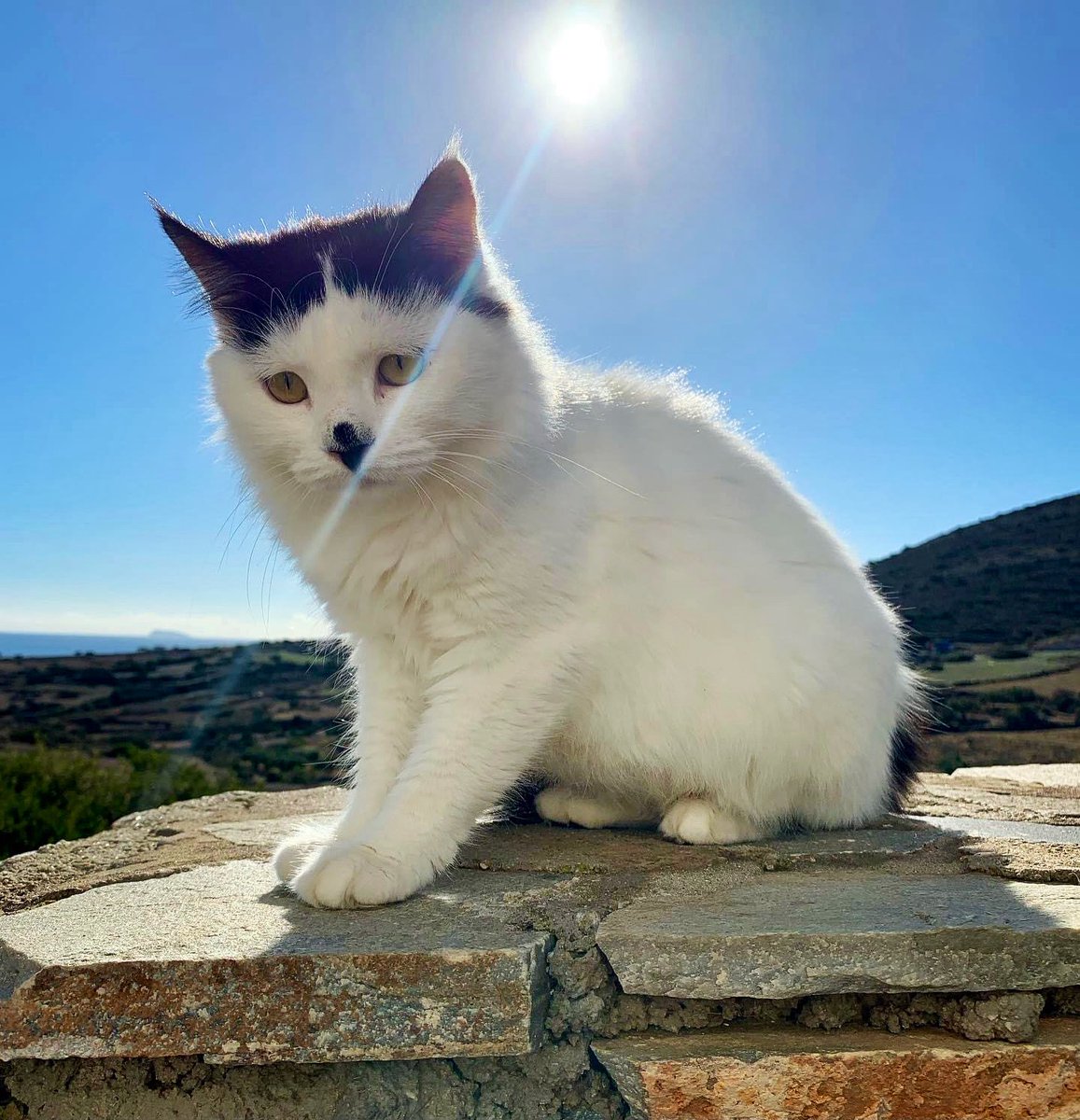 Cats of Iraklia tweet media