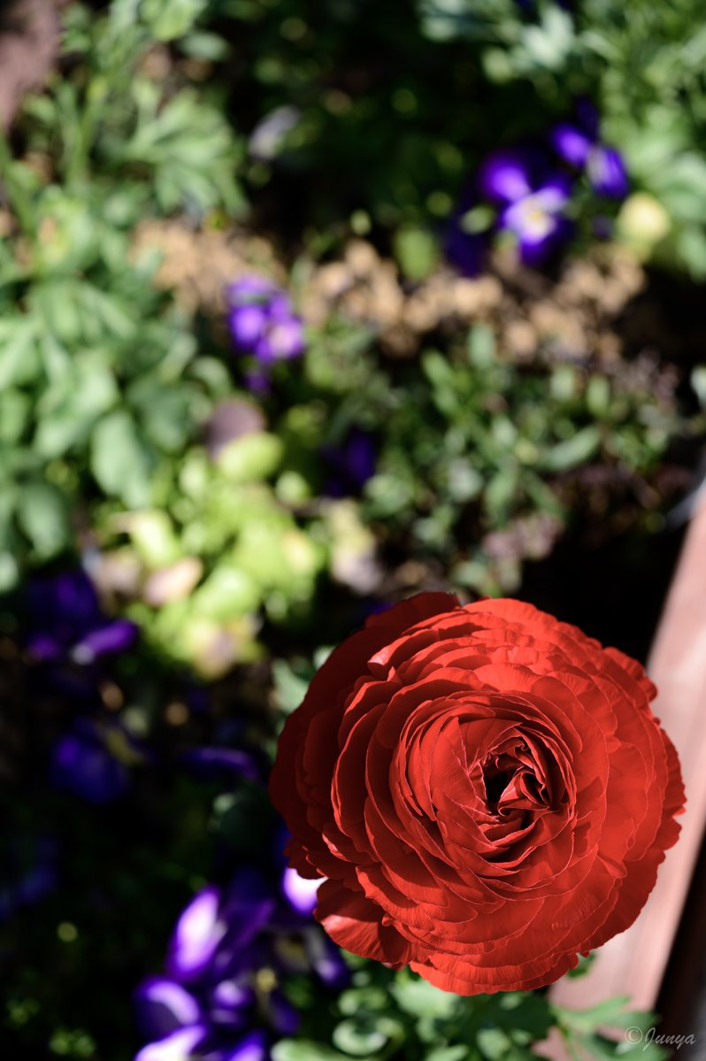 じゅんや⋆⸜︎✈︎⸝⋆ tweet media