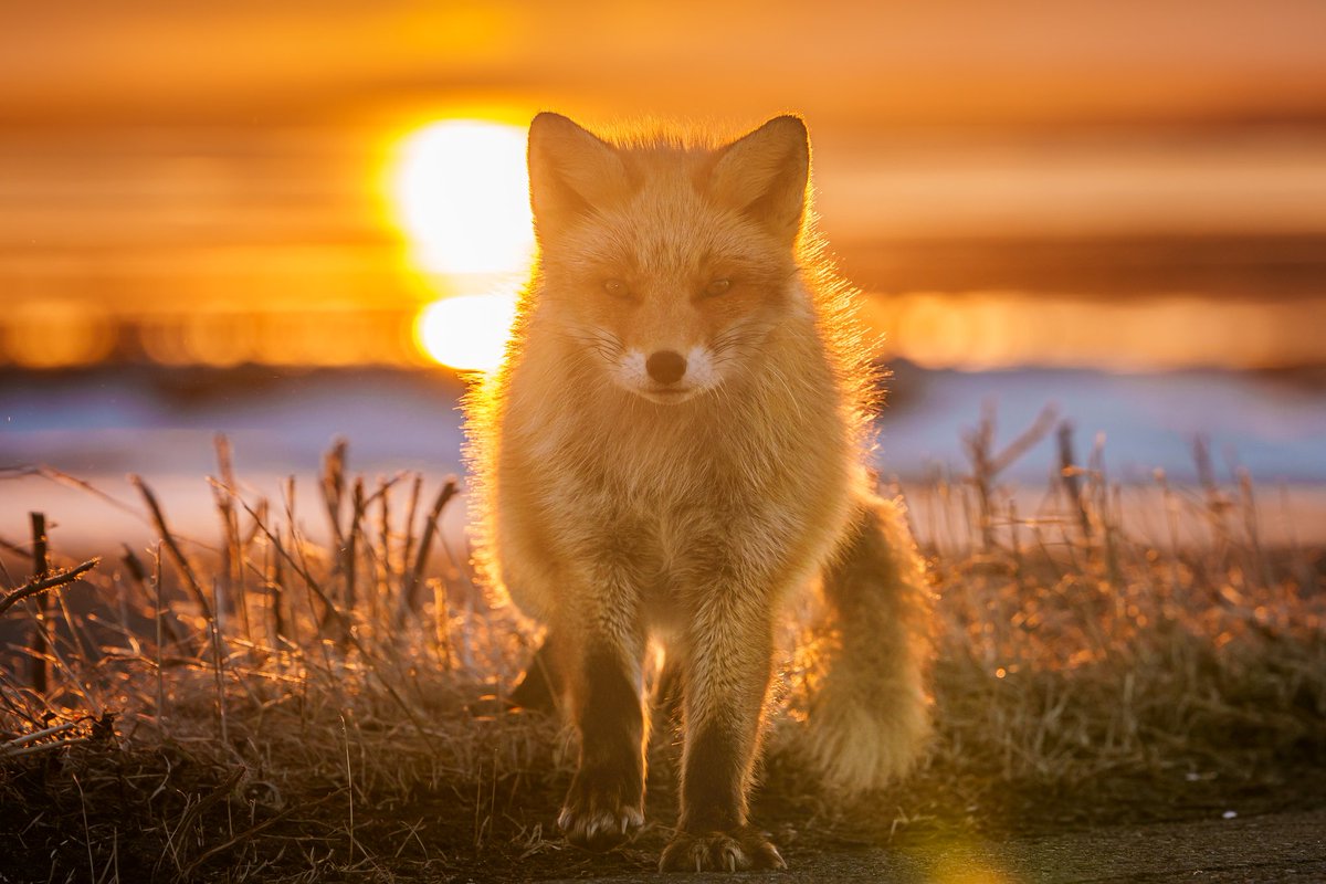 ヒーさん tweet media