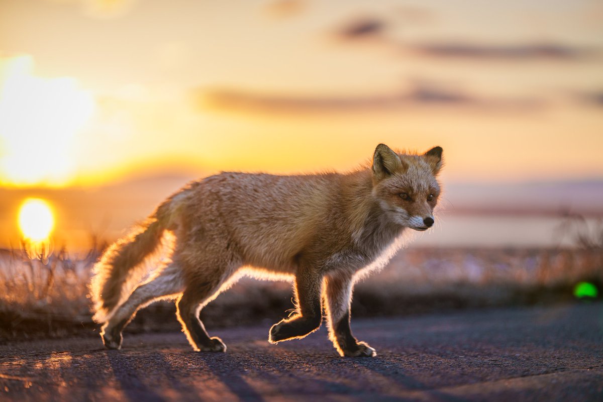 ヒーさん tweet media