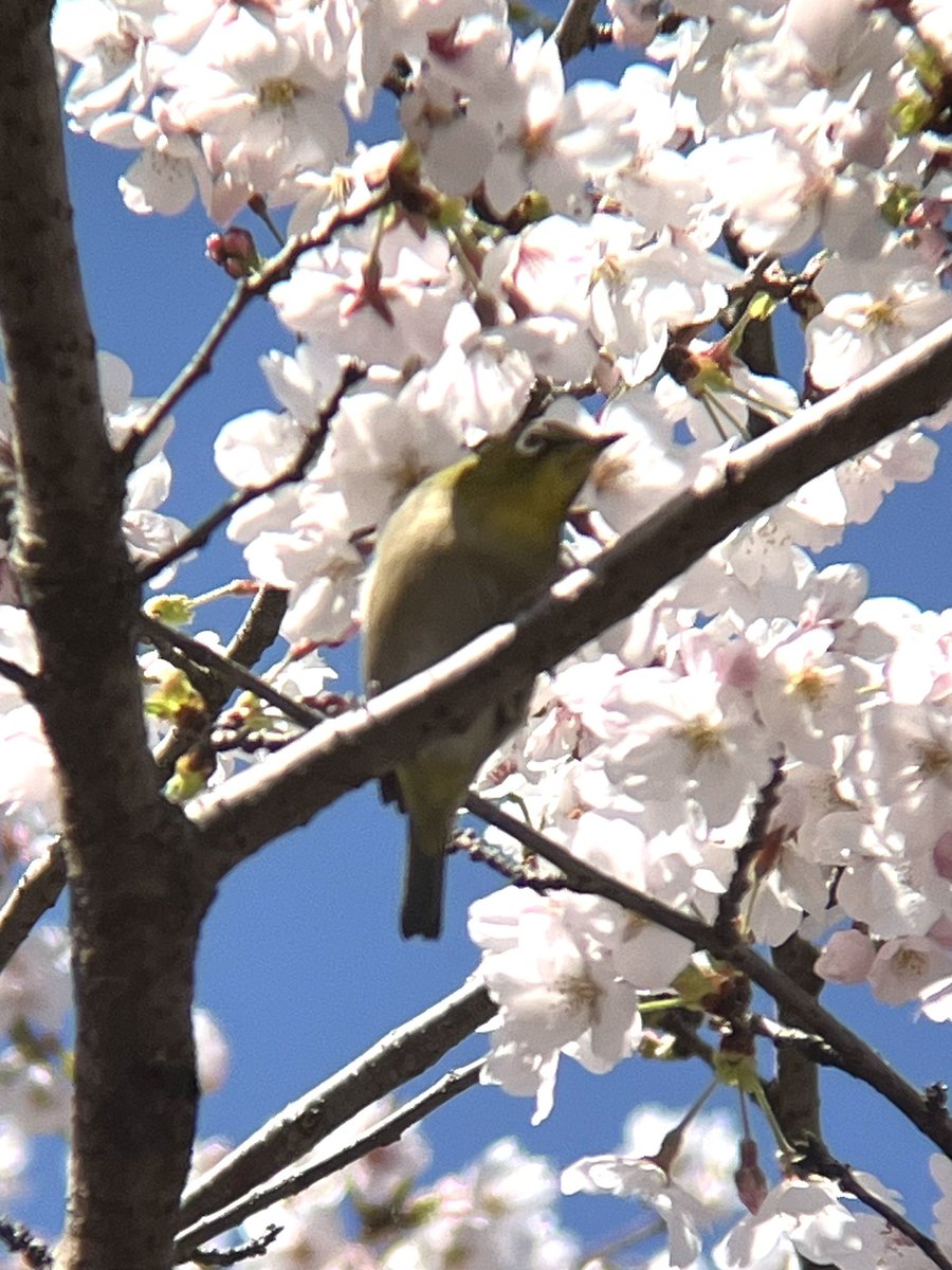 まぁくん tweet media