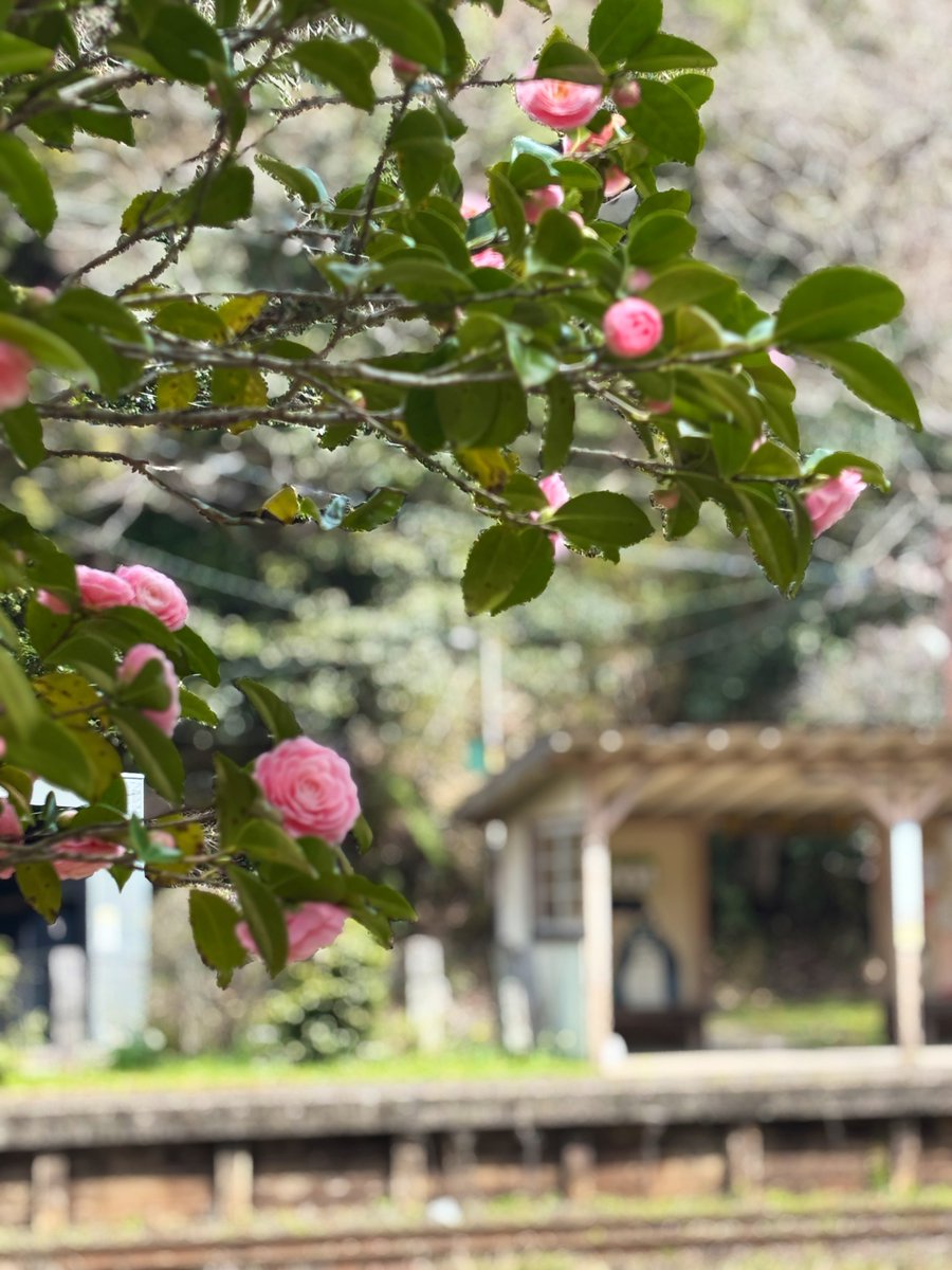 はれる家☀️かず tweet media