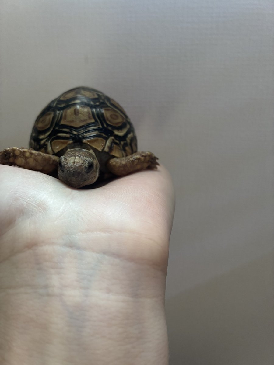 あっこ🦎🐍🐸🐢🐭 tweet media