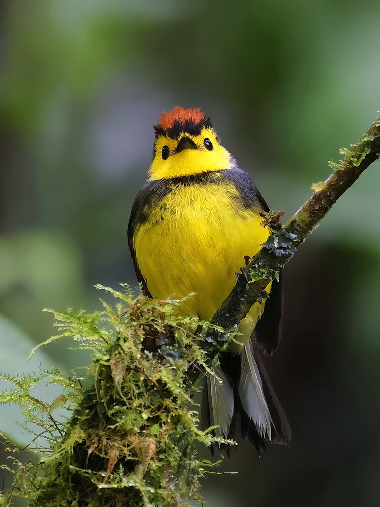コスタリカの野鳥ガイド tweet media
