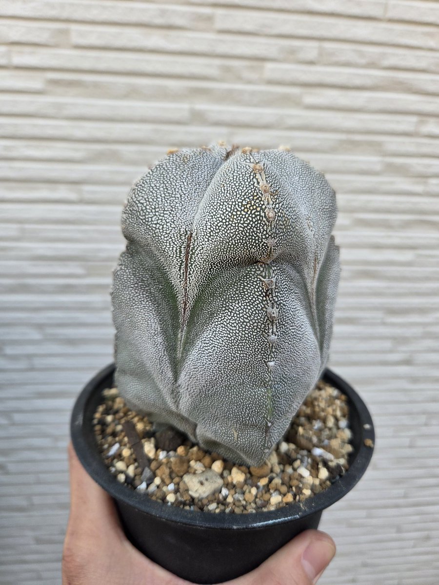 ローリー tweet media