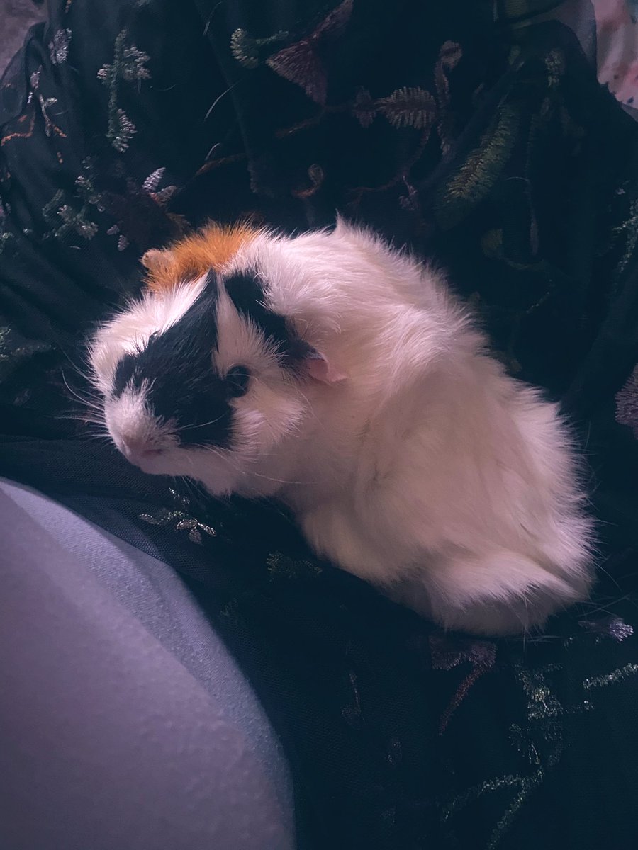 enacrab of shedtwt (moon) 🦀🎨 tweet media