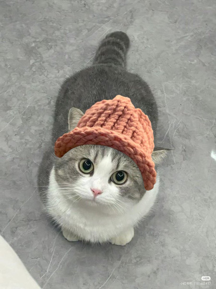 $CWIF cats tweet media