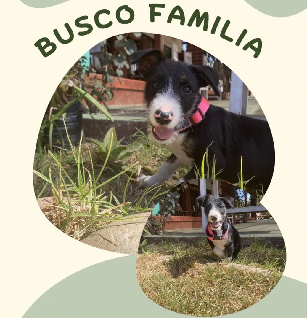 Luna, de aproximados 5 meses, en adopción responsable. Se encuentra vacunada. Es muy dócil, tierna, cariñosa y sociable con otros perritos. Si deseas darle un hogar para siempre, comunícate al +56994125508. Favor RT! 
#Coquimbo