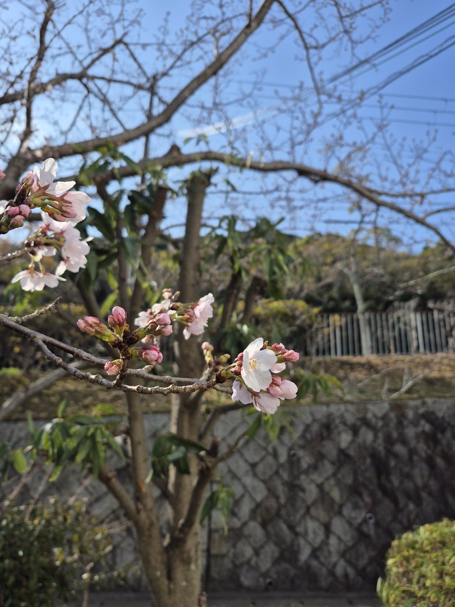 ハッピージャックとっちゃん tweet media