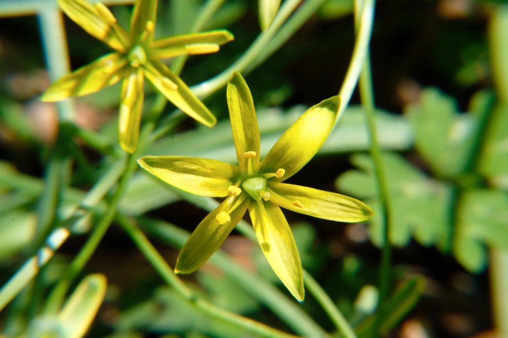 夕菅(ユウスゲ) tweet media