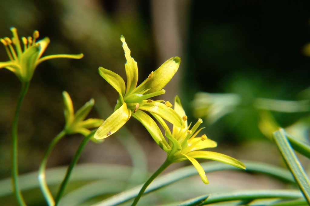 夕菅(ユウスゲ) tweet media