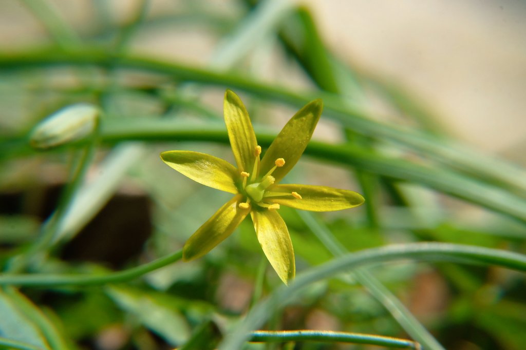 夕菅(ユウスゲ) tweet media