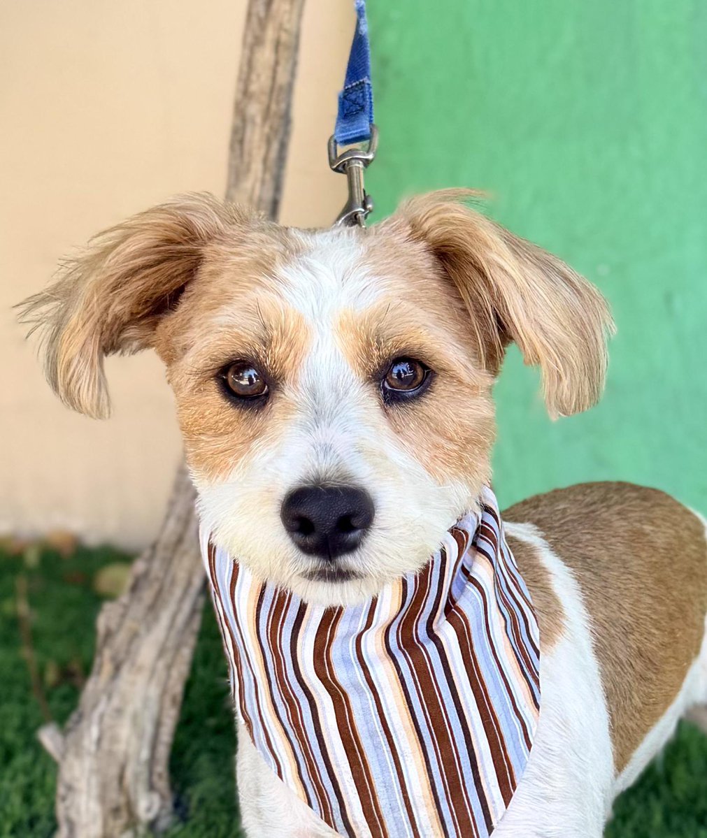 romie. (wano arc) tweet media