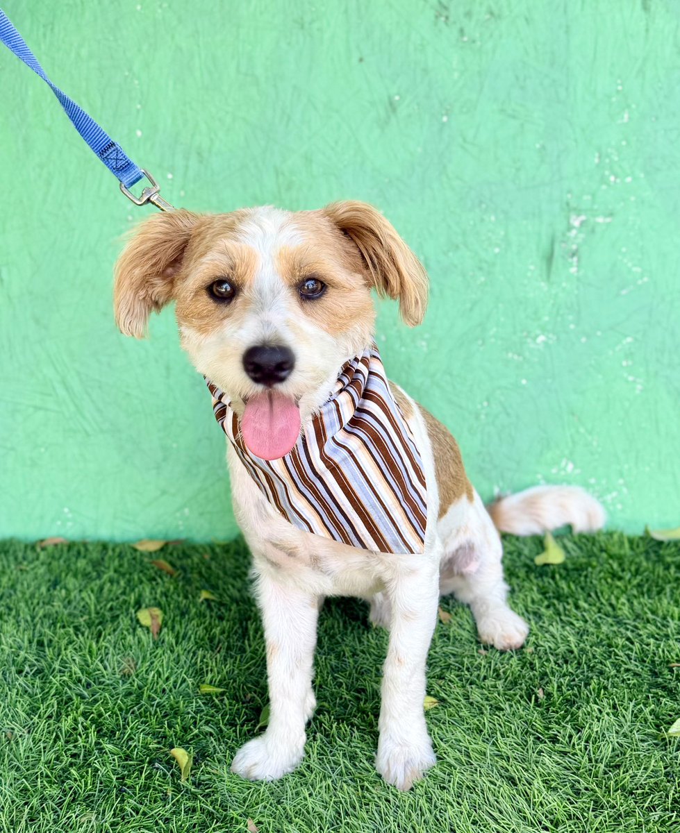 romie. (wano arc) tweet media