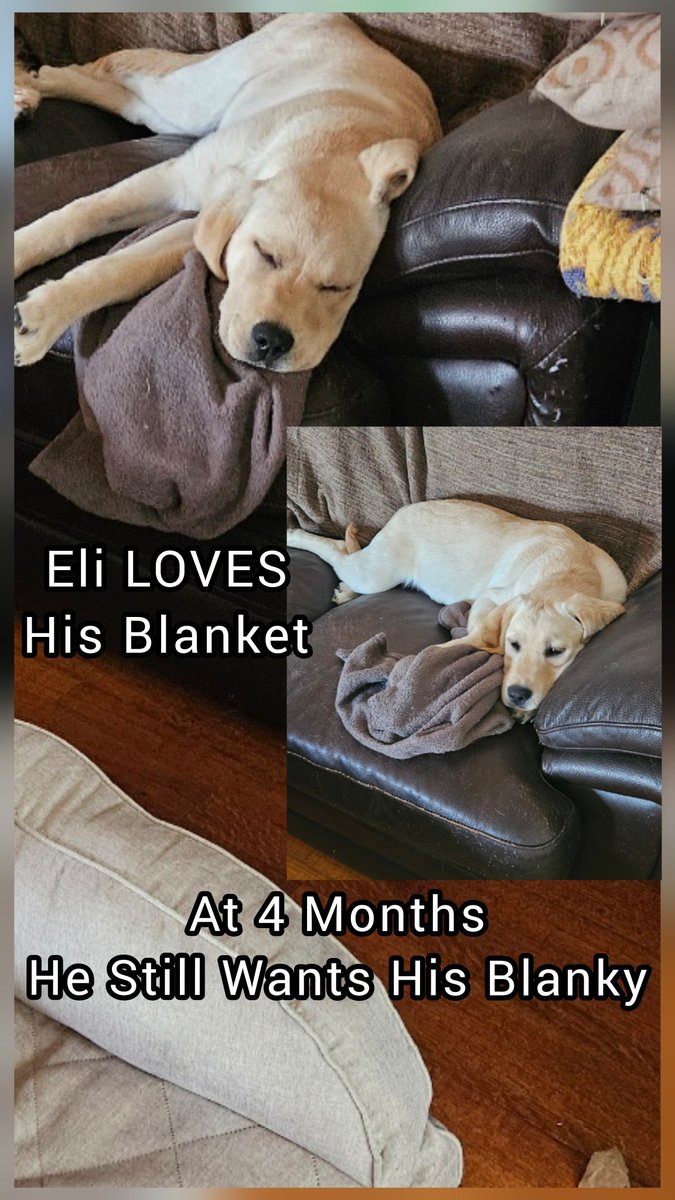 Aaronsweather's tweet image. Eli... The Labrador.
He's 4-months old and just went on his first 3-mile hike.

Instantly grabbed his blanky.
#doglife #Labrador #puppy