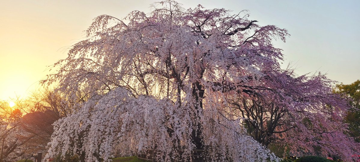 様式美🐰投資メタラー tweet media